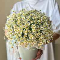 Композиция в коробке из кустовых ромашек №102