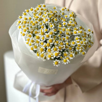 Монобукет из 15 кустовых ромашек №107