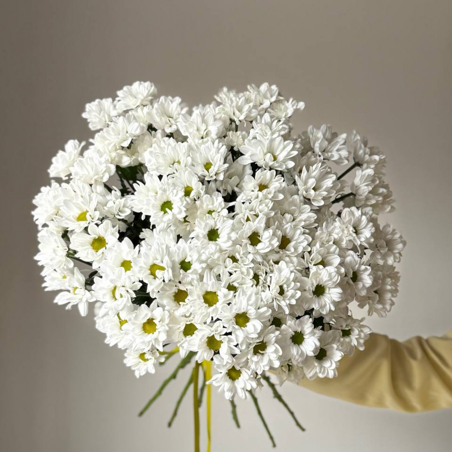 Монобукет из 15 кустовых ромашковых хризантем Чик  №98