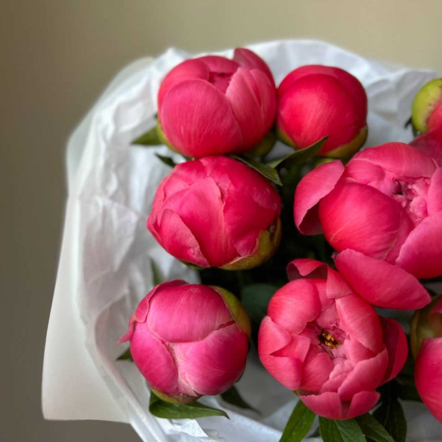 Монобукет из 9 пионов Корал Шарм №61